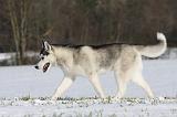 SIBERIAN HUSKY 455